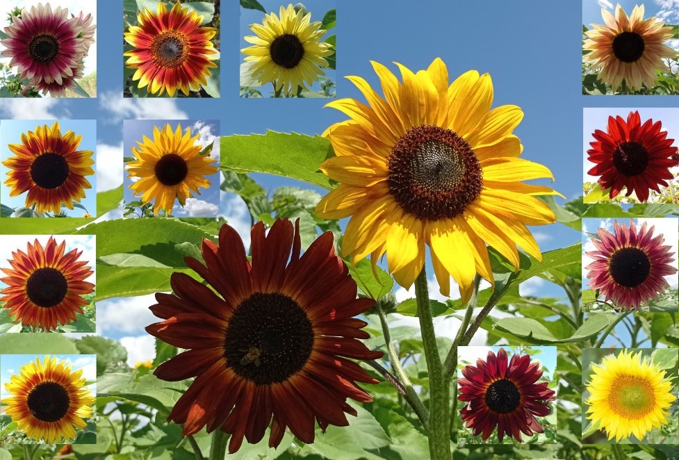 Helianthus Annuus